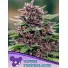 ANESIA SEEDS - TOFFEE PUDDING AUTO - 3 SEMI