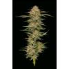 HUMBOLDT SEED COMPANY - ORANGE CREAMPOP FEM - 5 SEEDS