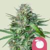 NEW - ROYAL QUEEN SEEDS - TANGIE  FEM - 1 SEME