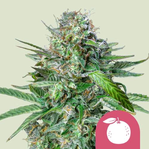 NEW - ROYAL QUEEN SEEDS - TANGIE  FEM - 1 SEME