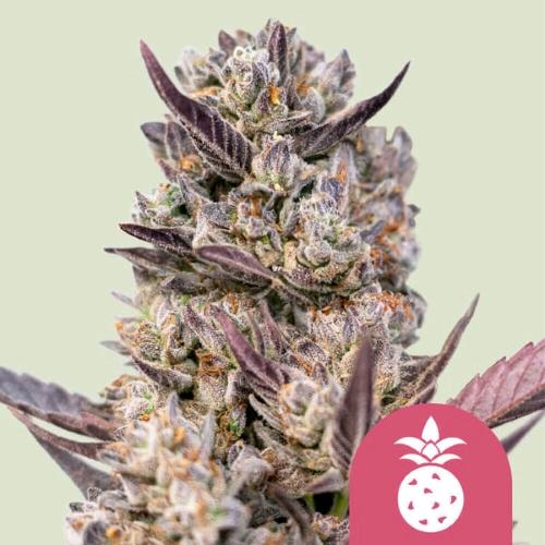 ROYAL QUEEN SEEDS - TROPICANA COOKIES PURPLE  FEM - 10 SEEDS