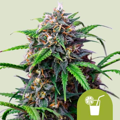 NEW - ROYAL QUEEN SEEDS - PURPLE LEMONADE AUTO - 5 SEEDS