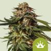 NEW - ROYAL QUEEN SEEDS - SPECIAL QUEEN 1 AUTO - 25 SEEDS