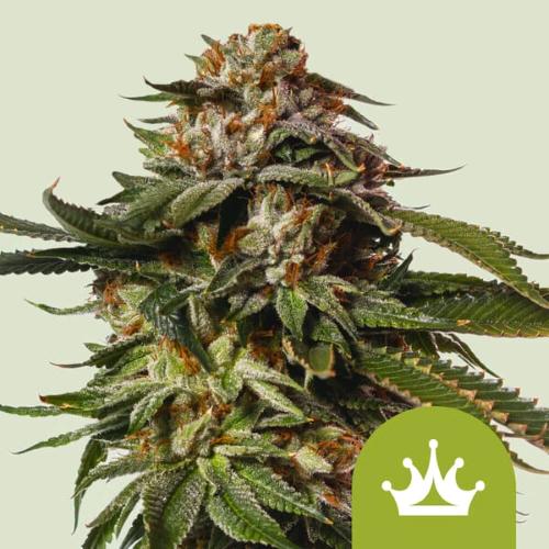 NEW - ROYAL QUEEN SEEDS - SPECIAL QUEEN 1 AUTO - 10 SEEDS