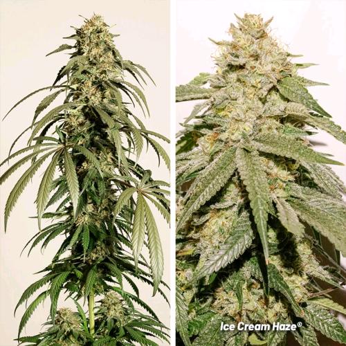 DUTCH PASSION -  ICE CREAM HAZE REGULAR - 10 SEEDS