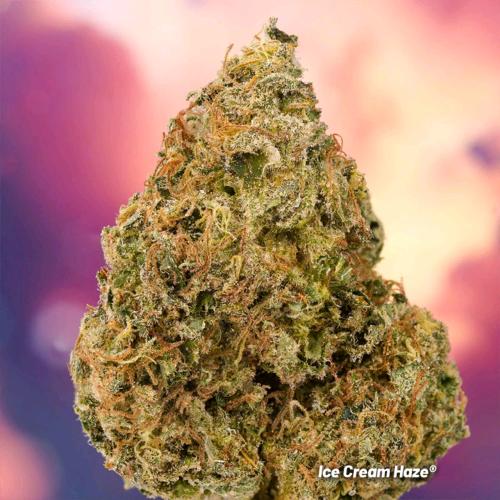 DUTCH PASSION -  ICE CREAM HAZE REGULAR - 10 SEEDS