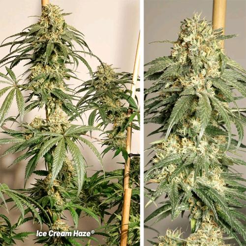 DUTCH PASSION -  ICE CREAM HAZE REGULAR - 10 SEEDS