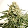 DUTCH PASSION -  ICE CREAM HAZE REGULAR - 10 SEEDS