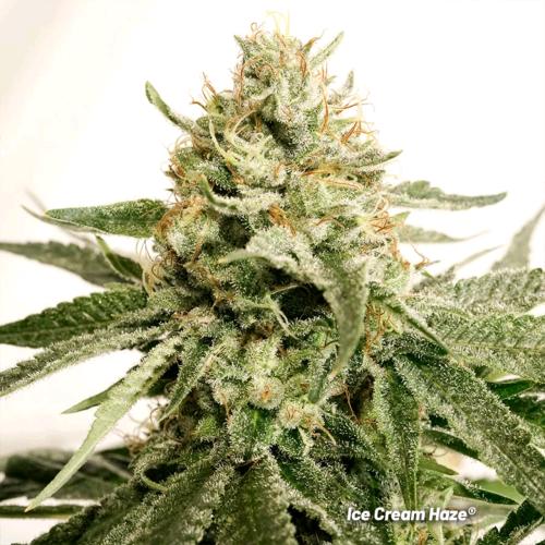DUTCH PASSION -  ICE CREAM HAZE REGULAR - 10 SEEDS