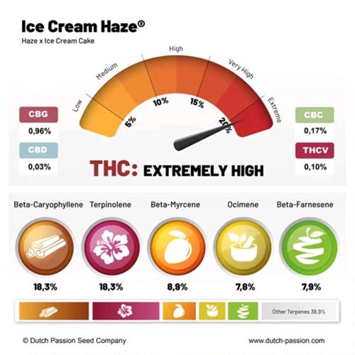 DUTCH PASSION - ICE CREAM HAZE  FEM - 3 SEMI