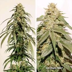 DUTCH PASSION - ICE CREAM HAZE  FEM - 3 SEMI