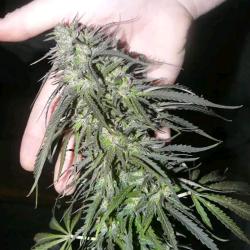 DUTCH PASSION - WHITE WIDOW REGULAR - 10 SEEDS