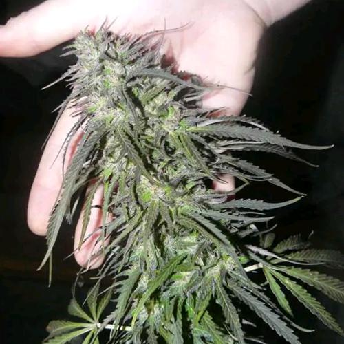 DUTCH PASSION - WHITE WIDOW REGULAR - 10 SEEDS