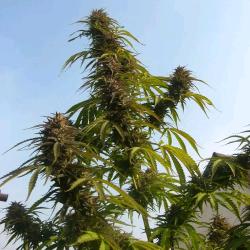 DUTCH PASSION - WHITE WIDOW REGULAR - 10 SEEDS