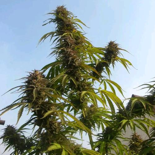 DUTCH PASSION - WHITE WIDOW REGULAR - 10 SEEDS