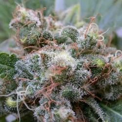 DUTCH PASSION - WHITE WIDOW REGULAR - 10 SEEDS