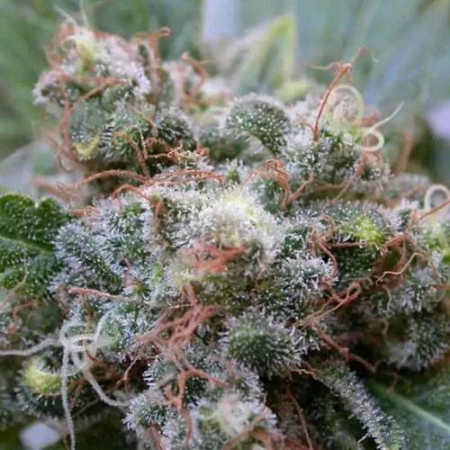 DUTCH PASSION - WHITE WIDOW REGULAR - 10 SEEDS