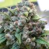 DUTCH PASSION - WHITE WIDOW REGULAR - 10 SEEDS