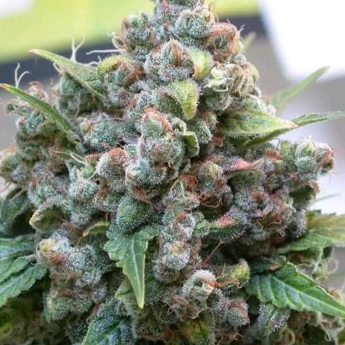 DUTCH PASSION - WHITE WIDOW REGULAR - 10 SEEDS