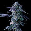 DNA GENETICS - CHOCOLOPE FEM - 5 SEEDS