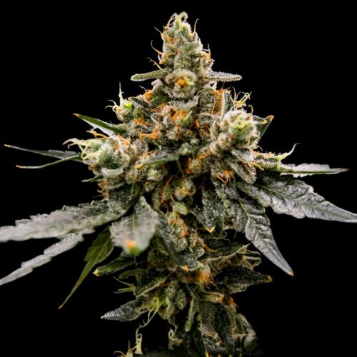 DNA GENETICS - GAZ MONEY FEM - 5 SEMI