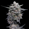 DNA GENETICS - HG23 AKA MICHAEL JORDAN FEM - 5 SEEDS