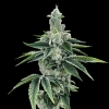 DNA GENETICS - RECON 2.0 FEM - 5 SEEDS