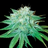 DNA GENETICS - THE STINKING ROSE FEM - 10 SEEDS