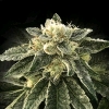 DNA GENETICS - WHITE CHOCOLOPE FEM - 5 SEEDS