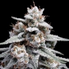 DNA GENETICS - SKYWALKER KUSH AUTO - 10 SEEDS