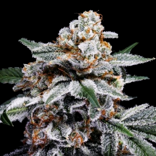DNA GENETICS - CANELO AUTO - 10 SEMI