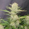 FAST BUDS - APRICOT AUTO - 3 SEEDS