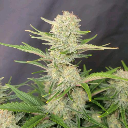 FAST BUDS - APRICOT AUTO - 5 SEEDS