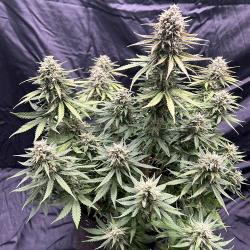 FAST BUDS - APRICOT AUTO - 5 SEEDS