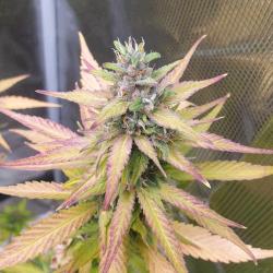 FAST BUDS - APRICOT AUTO - 5 SEEDS