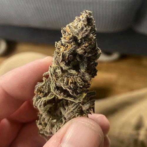 FAST BUDS - APRICOT AUTO - 5 SEEDS