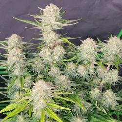 FAST BUDS - APRICOT AUTO - 5 SEEDS