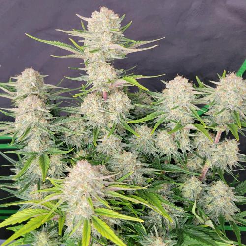 FAST BUDS - APRICOT AUTO - 5 SEEDS