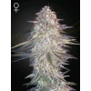 GREEN HOUSE - SUPER LEMON HAZE X PINK CANDY - 1 SEME