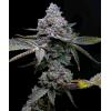 BARNEY'S FARM - APPLE FRITTER - 5 SEMI