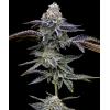 BARNEY'S FARM - BLUE DREAM - 5 SEEDS