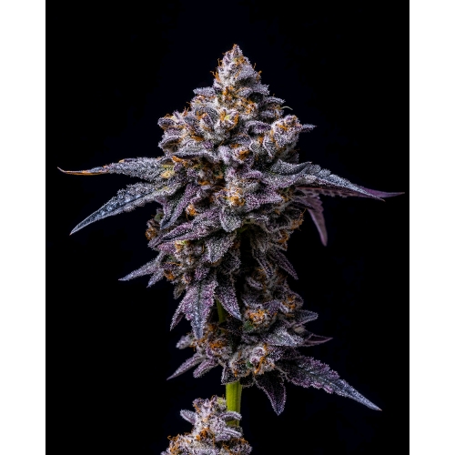 COOKIES SEED BANK - HOLLYWOOD - LEMON CHERRY GELATO X RUNTZ - 3 SEMI