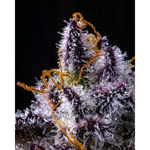 COOKIES SEED BANK - HOLLYWOOD - LEMON CHERRY GELATO X RUNTZ - 3 SEMI