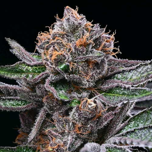 COOKIES SEED BANK - CANDY CANDY FEM - 6 SEMI