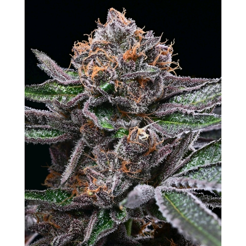 COOKIES SEED BANK - CANDY CANDY FEM - 6 SEMI
