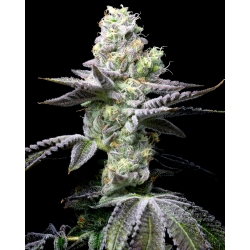 COOKIES SEED BANK - WET WET FEM - 3 SEEDS