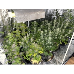 FAST BUDS - MIX PACK AUTO - 10 SEEDS