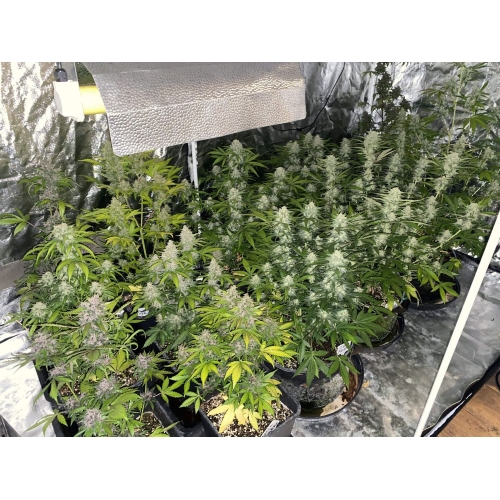  FAST BUDS - MIX PACK AUTO - 10 SEEDS