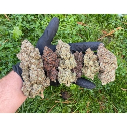  FAST BUDS - MIX PACK AUTO - 10 SEEDS
