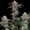NEW - ROYAL QUEEN SEEDS - PINK RUNTZ FEM - 10 SEED